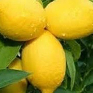 bibit jeruk lemon tea kualitas super hasil melimpah menguntungkan