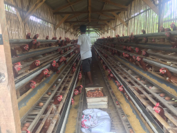 Jual Telor Ayam Super