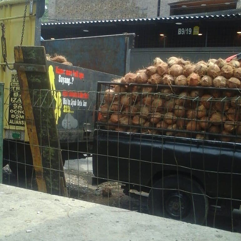 Kelapa Tua