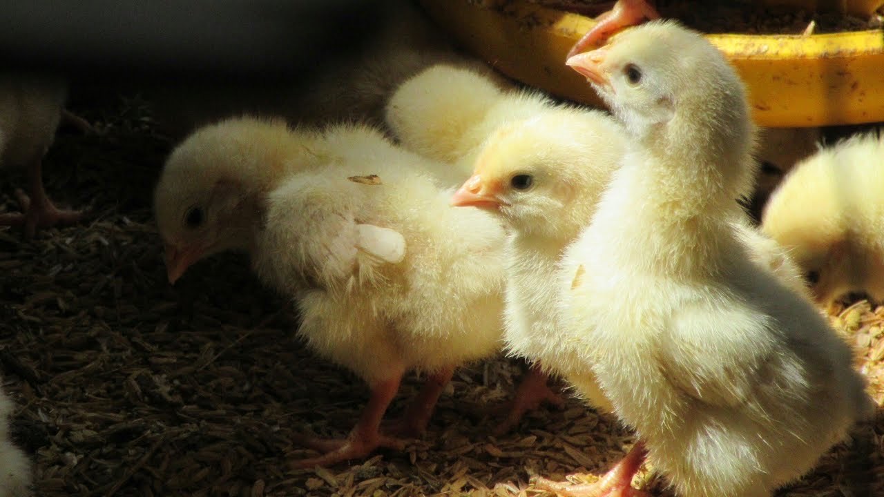 Dijual Ayam DOC Pejantan Kendari