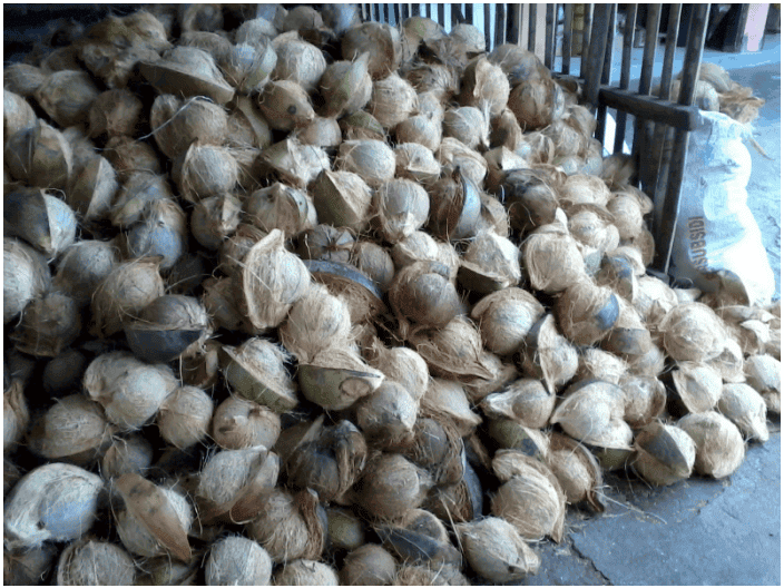 Kelapa Tua (Glondongan / kupas)