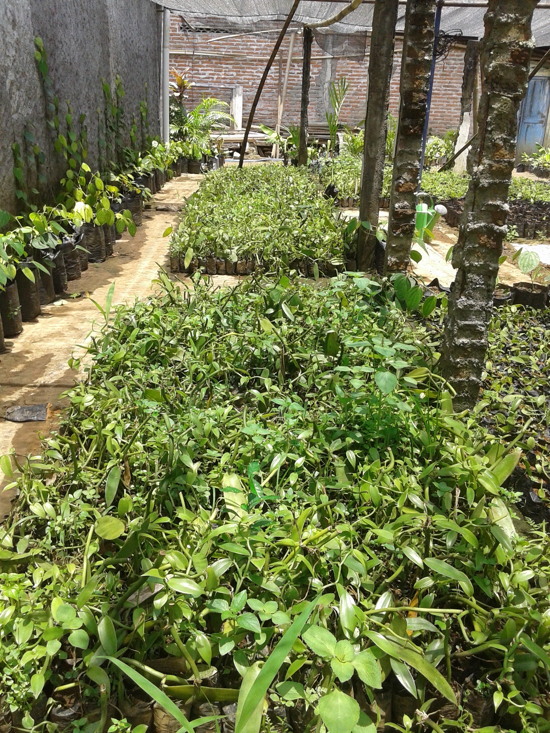 Bibit Panili