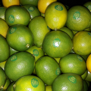 Ready Lemon USA