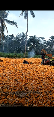 jagung berbagai kadar air , stock banyak , jual murah dan cepat