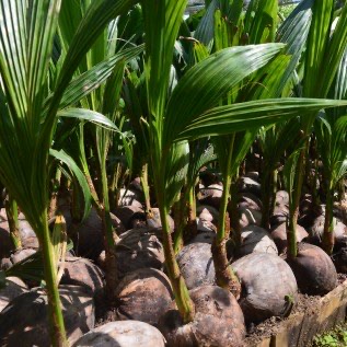 Bibit Kelapa Ganjah Mentok Cepat Berbuah  Lokasi di Purworejo