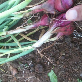 Bawang merah brebes berlabel