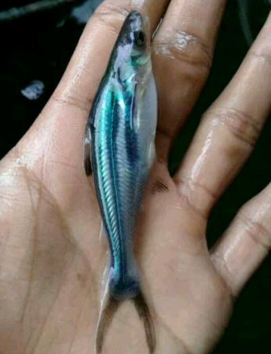 bibit ikan patin