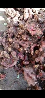 Diborong....dijual murah dari petani langsung Jahe merah segar baru ambil dari kebom