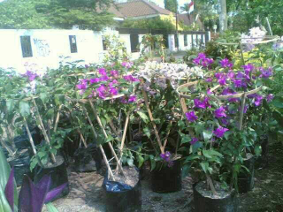 jual pohon Bougenville 