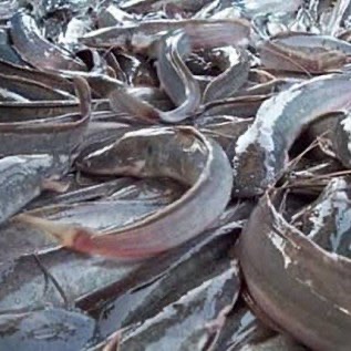 Jual Ikan LeLe Secara Besar Dan Eceran