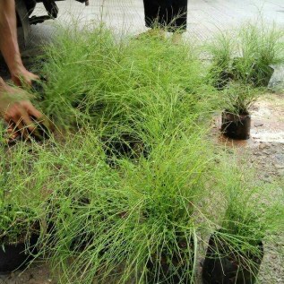 jual tanaman hias russelia - tanaman hias air mancur - tukang taman online