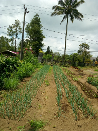 daun bawang