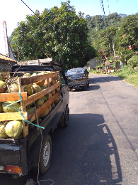 kelapa muda dan tua
