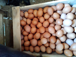 telur ayam