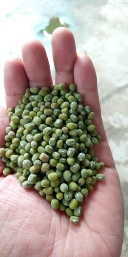 jual kacang hijau