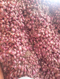 Bawang Merah Fresh Super Premium