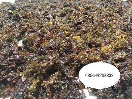 Rumput Laut (Leminti) hub 0 8 5 6 4 9 2 3 8 3 3 2