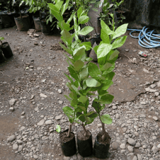 bibit jeruk lemon tea unggul