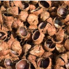 Tempurung batok kelapa