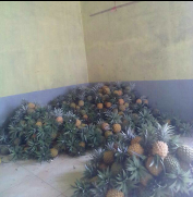 jual NANAS MADU pemalang