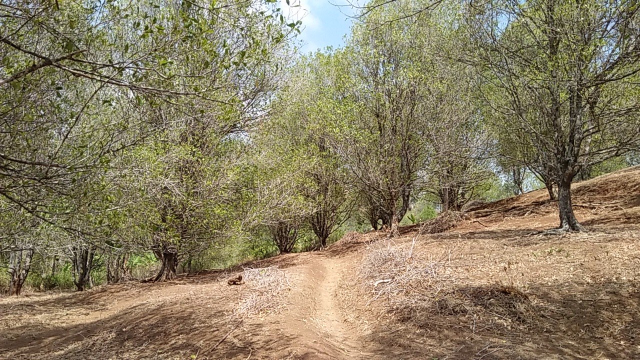 Perkebunan Cengkeh