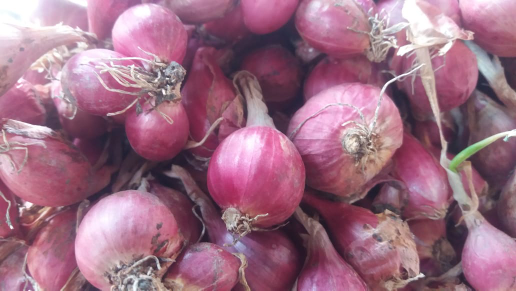 bawang merah demak