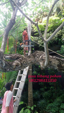 jasa potong pohon depok 