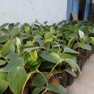 Bibit Tanaman Merica Perdu Super Unggul | Jual Ecer Dan Grosir