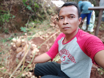 jahe gajah