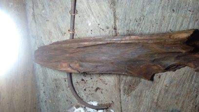 kayu gaharu