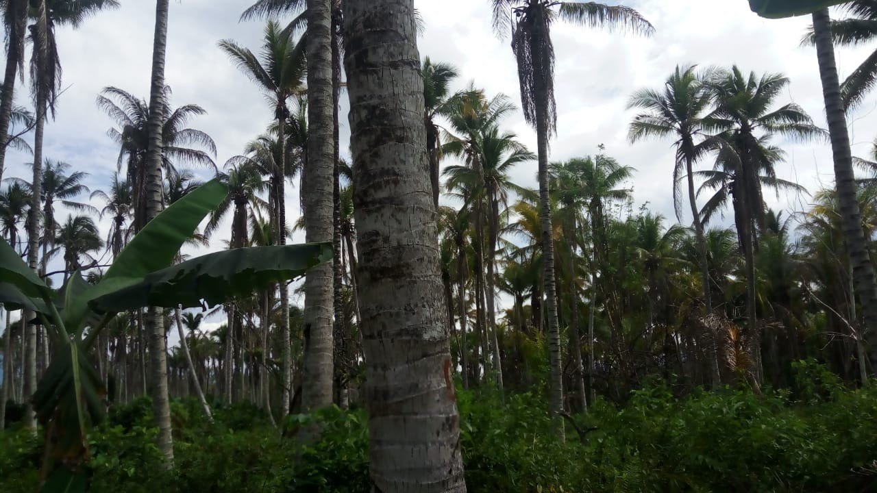 batang kelapa