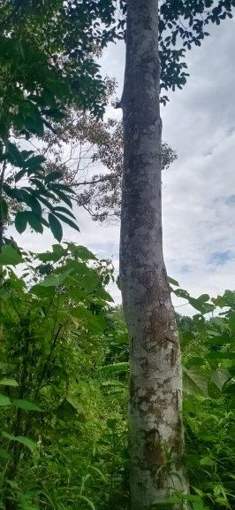 Jual batang gaharu