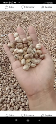 kapulaga stock 11 ton hari ini