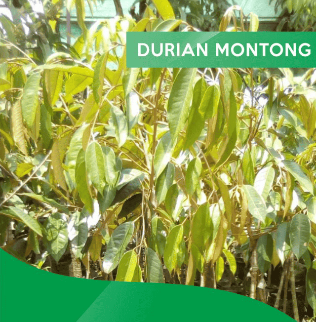 Bibit durian montong