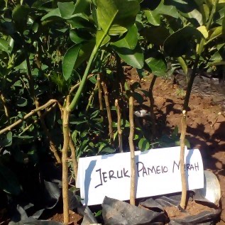 Bibit Pamelo Merah Berwarna Merah Eksotis Cocok Di Tabulampot
