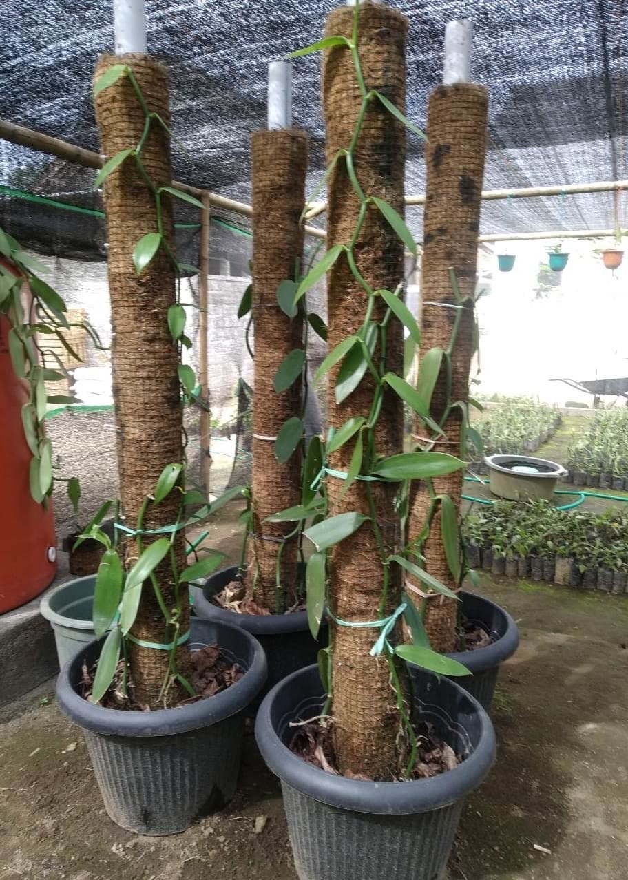 Bibit Vanili Planivolia (Setek Ruas Panjang)