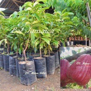 Bibit Jambu Air Bol Jamaica Super 