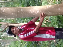 kayu sengon laut