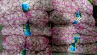 bawang putih sinco