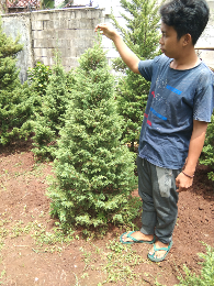 jual pohon mahoni 