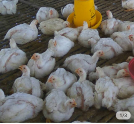 Ayam Broiler Hidup