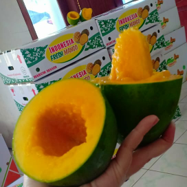 mangga harum manis klonal 21 bangil