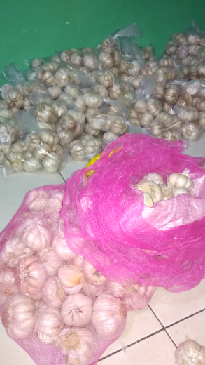 bawang putih