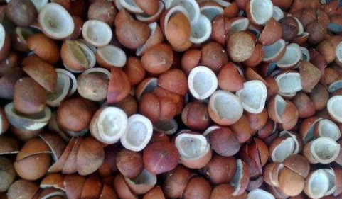JUAL KOPRA PUTIH