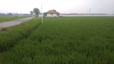 jual tanah sawah