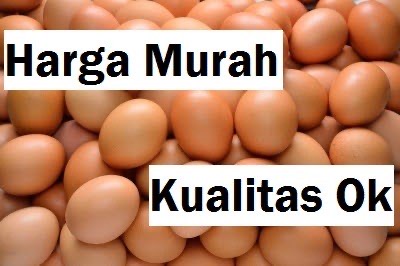 Jual Telur Ayam Ras Tamiang Layang