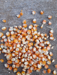 Jual Jagung Pipil Kualitas A, dengan KA 18%