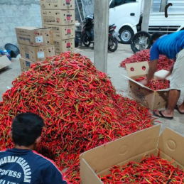 Cabe Cabai Imperial IMP