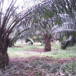 Dijual Perkebunan Kelapa Sawit Aktif di Subang, Jawa Barat