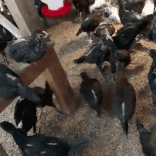 Ayam Kampung Daging Tebal 0.8-1.2kg